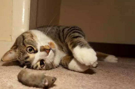 散养猫能自己找到家吗