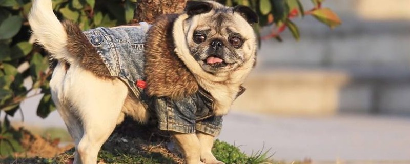 巴哥犬多少度会冷