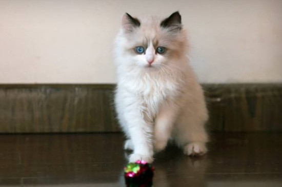 猫跳到人身上代表什么