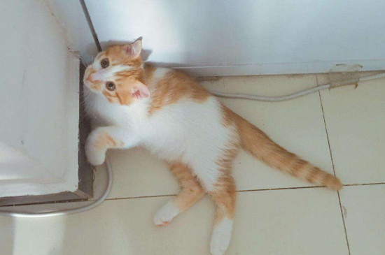 被猫抓出了血要打针吗