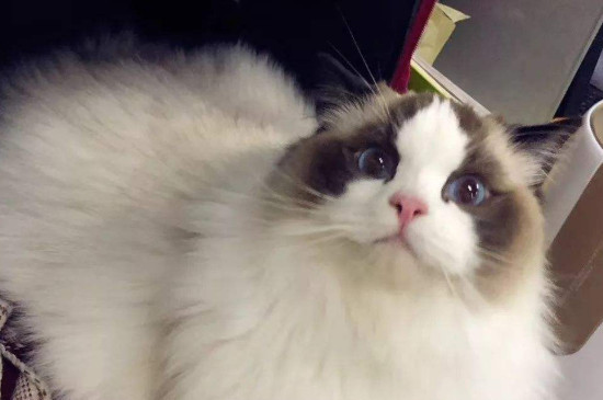 猫自己在家会孤独吗