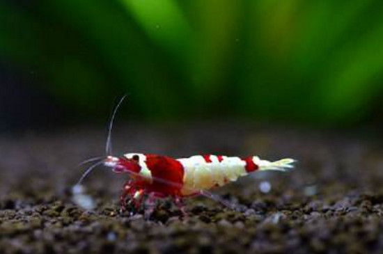 水晶虾怎么区分公母