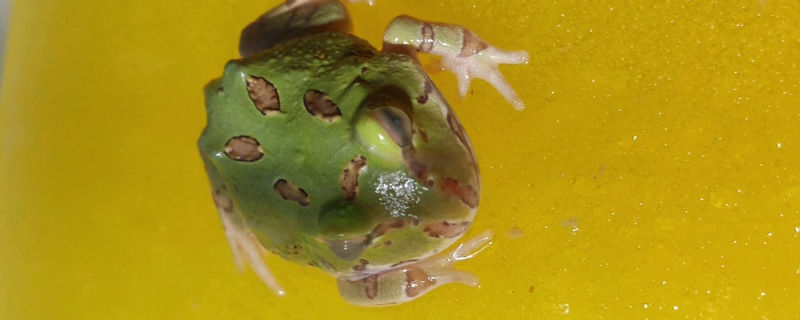 角蛙蒙眼会死吗