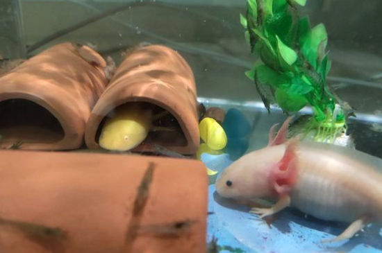 六角龙鱼缸要放多少水