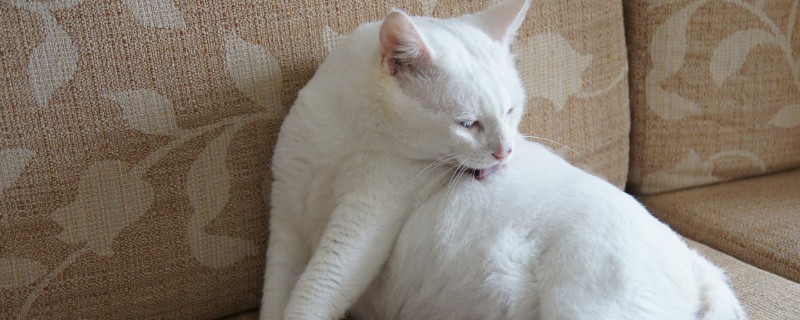 猫指甲多久剪一次