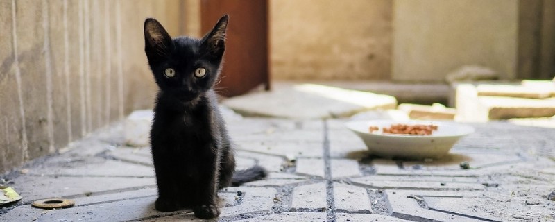 猫一吃猫粮卡喉咙