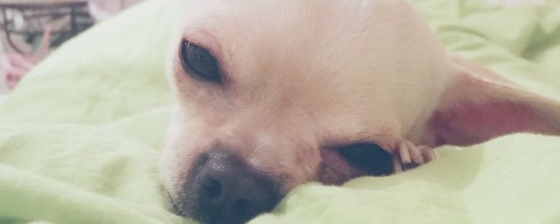 狗狗发烧几天恢复
