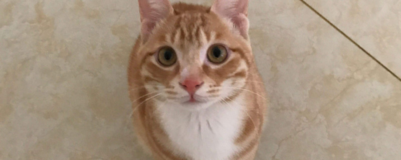 45天小猫怎么喂养