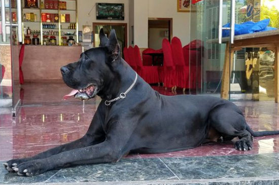 为什么养大丹犬的人少