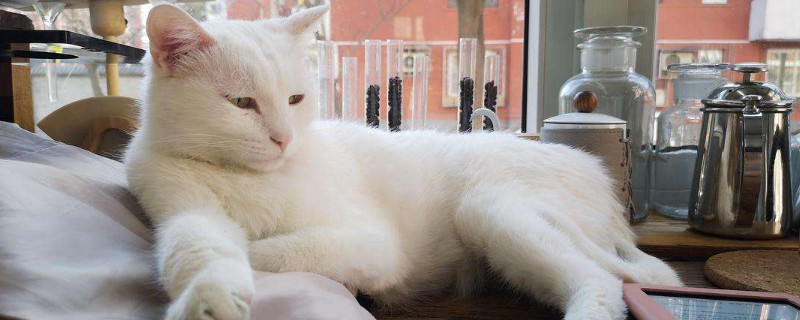 猫爱咬人怎么矫正