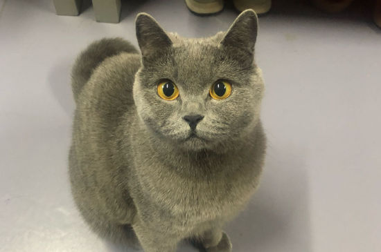 猫总是乱撒尿