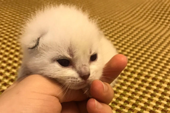 小猫拉稀不吃饭