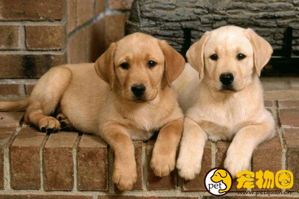 拉布拉多犬不建议家养，不仅无法看家还特爱掉毛