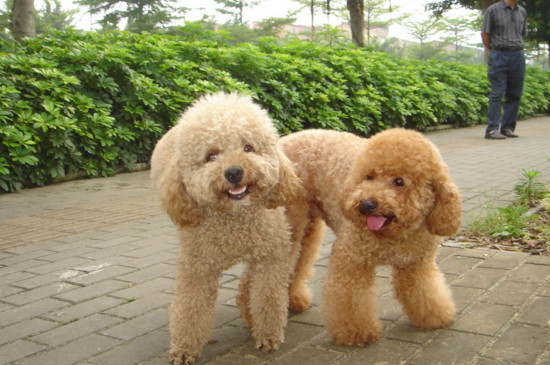 泰迪狗多少钱一只，纯种泰迪犬价格是多少