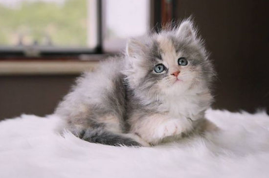 西伯利亚森林猫优缺点