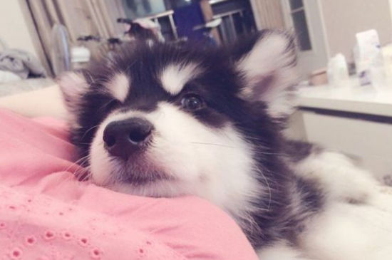 狗狗可以吃夏威夷果吗