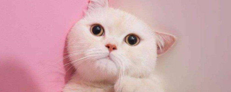 猫肚子腹水是什么症状