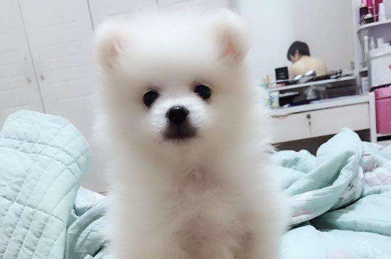 养博美犬要注意什么