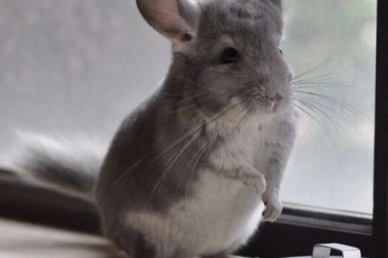 龙猫可以吹电风扇吗