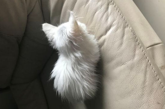 猫后腿骨折