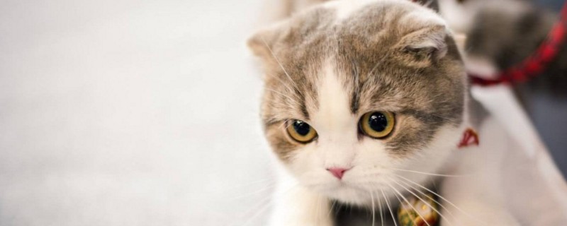 猫咪耳朵耷拉怎么办