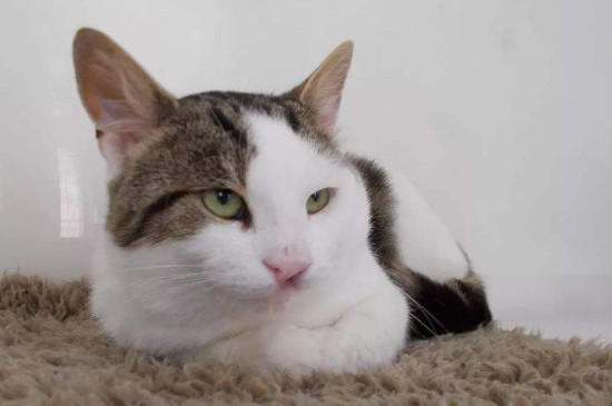 猫咪胆小怕人怎么训练