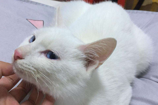 床上都是猫毛会得病吗