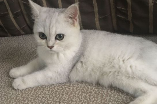 猫便血 精神很好怎么办