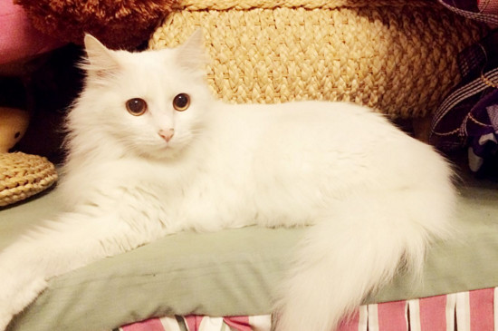 猫高冷吗