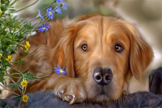 金毛犬皮肤病怎么治，剔除毛发配合涂药便能尽快恢复