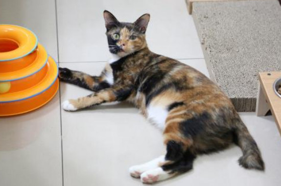 猫咪绝育前禁食几小时