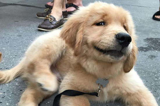 金毛犬眼睛流泪怎么治