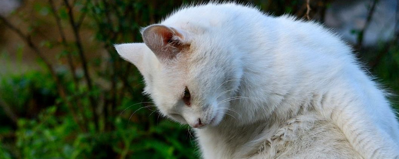流浪猫会认人吗，流浪猫会认的喂它的人是谁吗