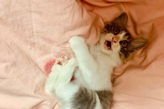 没有猫粮给幼猫吃什么