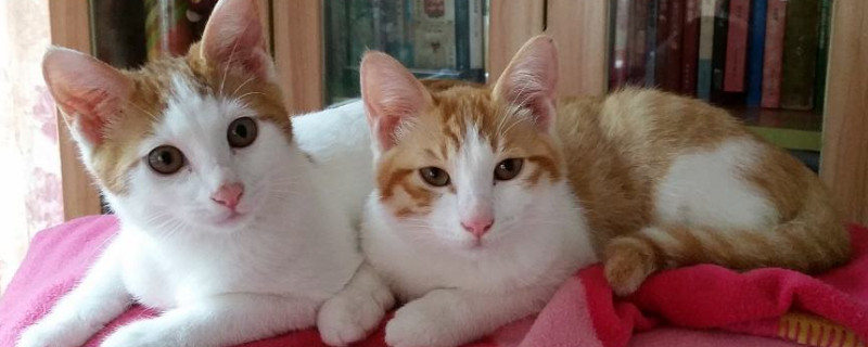 封闭的房间里猫不见了，猫在屋里就是找不到了怎么办