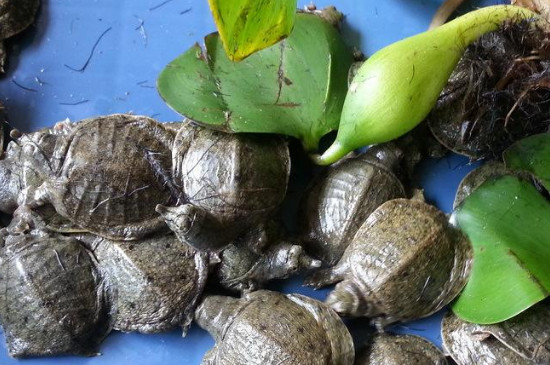 小甲鱼吃什么食物