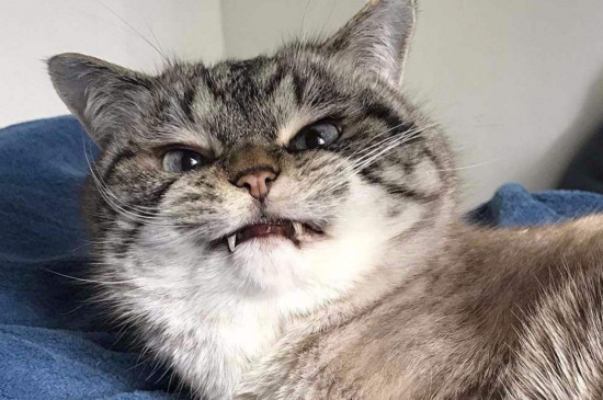 怎样驯服特别凶的猫