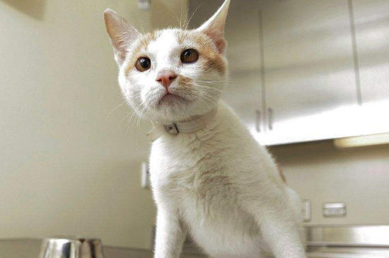 猫不恐高吗