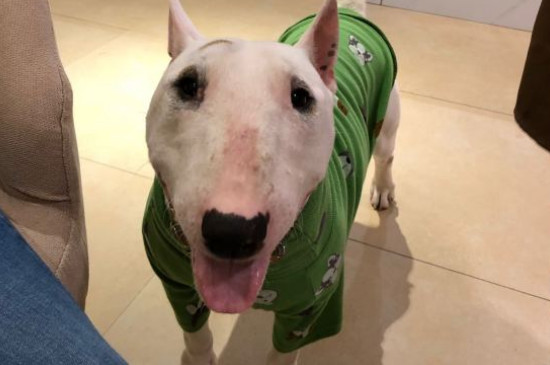 十大猛犬排行榜，全球十大凶犬排名