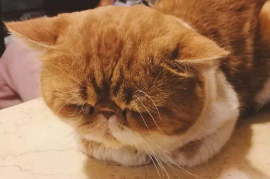小猫被吓到什么症状