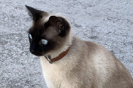猫叫叫声拖很长怎么回事