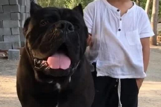 卡斯罗犬家养危险吗