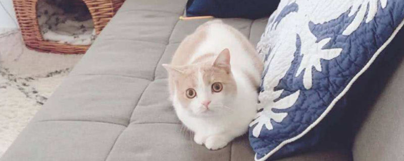 为什么女孩子喜欢养猫