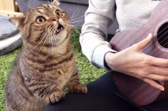 猫和人一起睡的好处