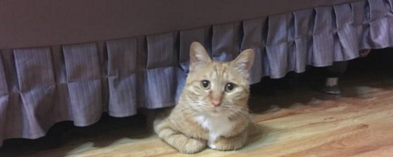 橘猫为什么不胖脸