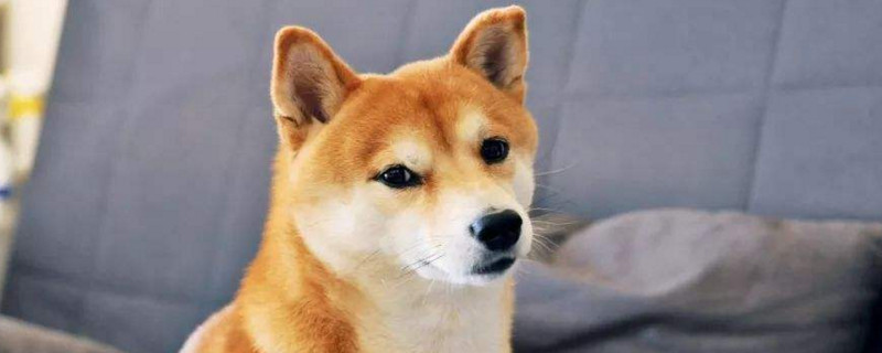 为什么说柴犬需要狠打