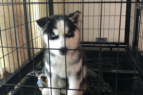 2个月的狗狗关笼子养吗