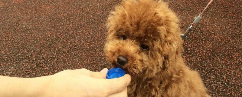 泰迪乱拉屎拉尿怎么办