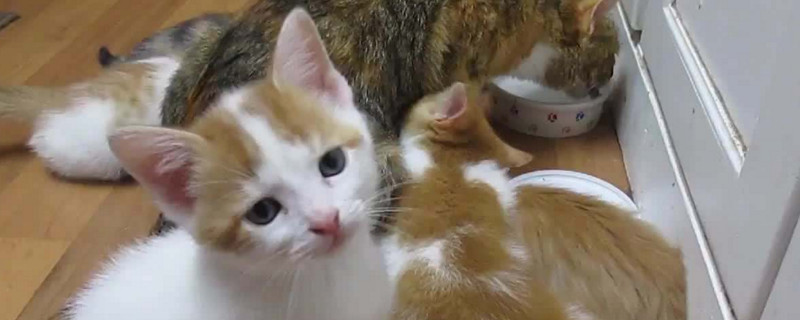 猫干呕不吐