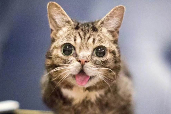小猫吃驱虫药后的禁忌